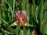 Carpobrotus edulis