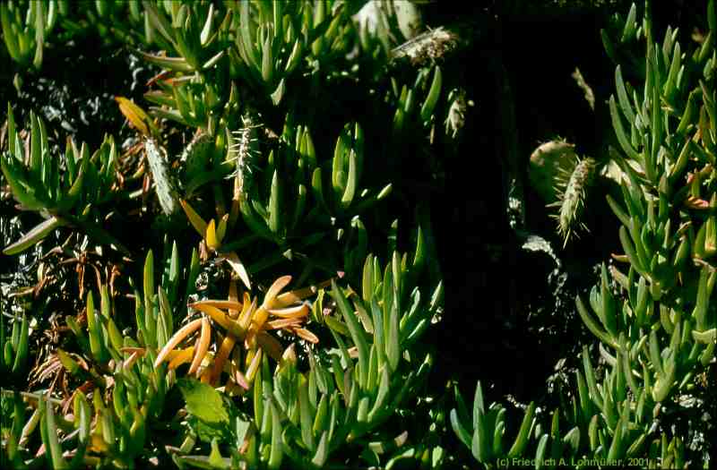 Carpobrotus species