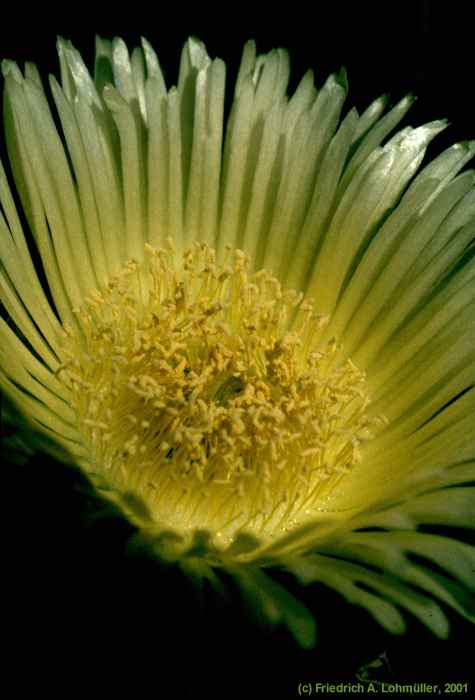 Carpobrotus edulis