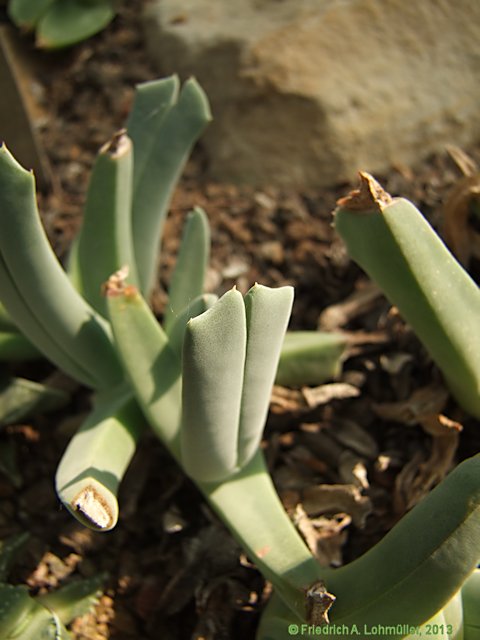 Cheiridopsis candidissima