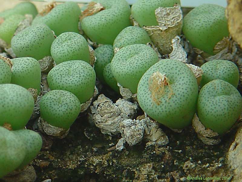 Conophytum uniondales