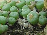 Conophytum uniondales