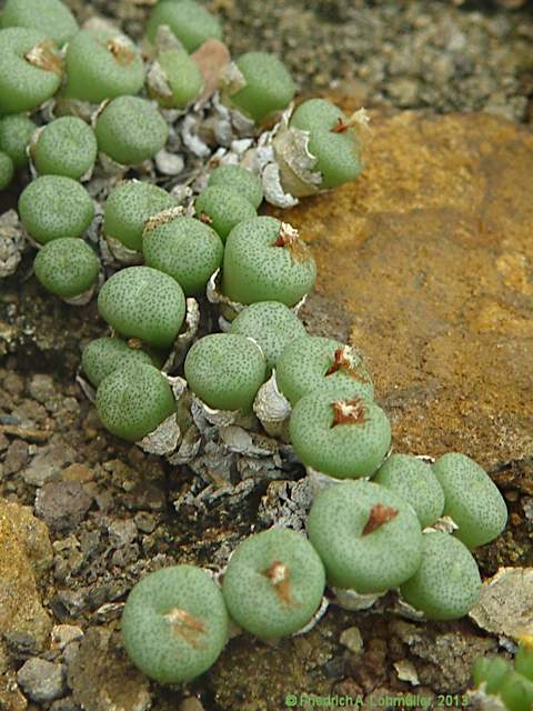 Conophytum uniondales