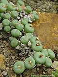 Conophytum uniondales