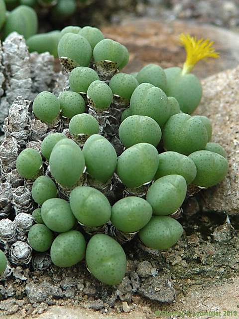 Conophytum uniondales