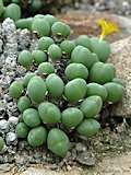 Conophytum uniondales