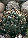 Conophytum uniondales