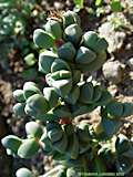 Corpuscularia lehmannii