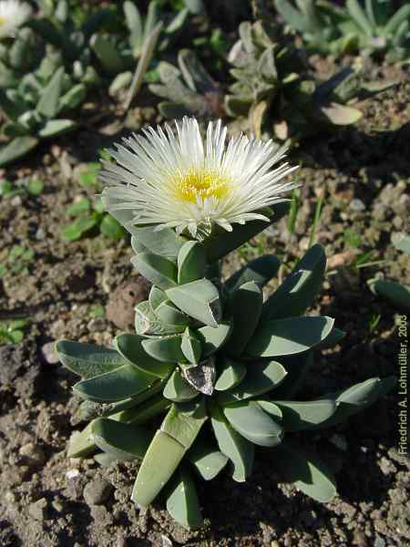 Delosperma taylorii