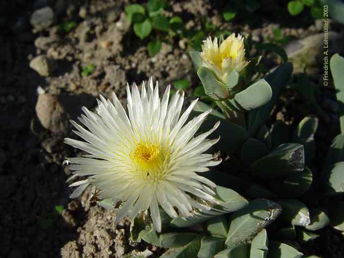 Delosperma taylorii