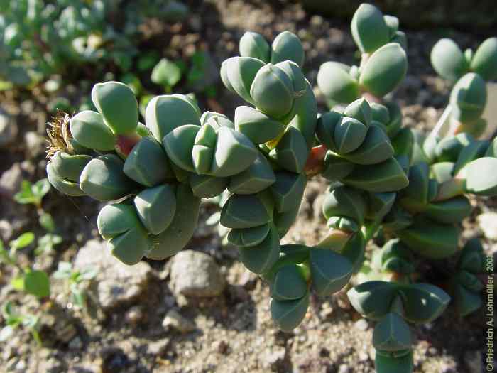 Corpuscularia lehmanni