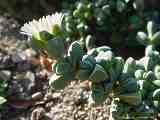 Corpuscularia lehmanni