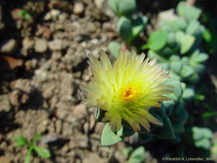 Corpuscularia lehmanni