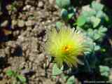 Corpuscularia lehmanni