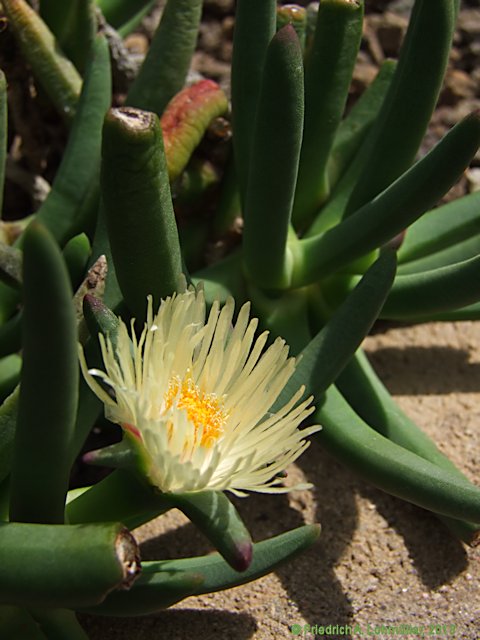 Cylindrophyllum calamiforme