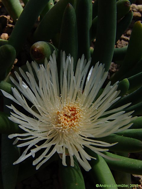 Cylindrophyllum calamiforme