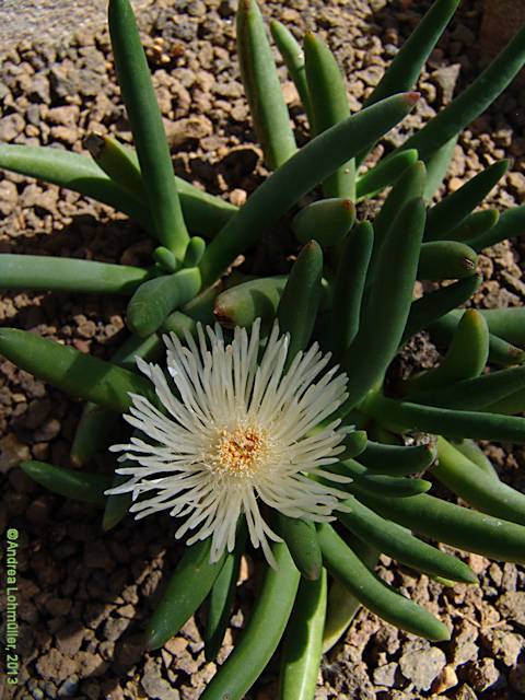 Cylindrophyllum calamiforme