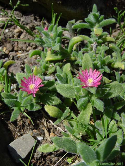 Delosperma brunnthaleri