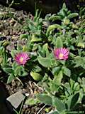 Delosperma brunnthaleri