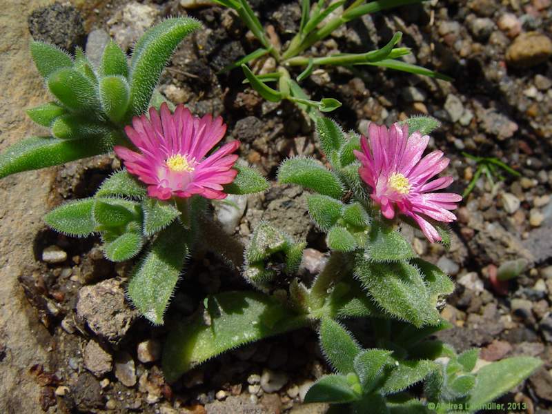 Delosperma brunnthaleri