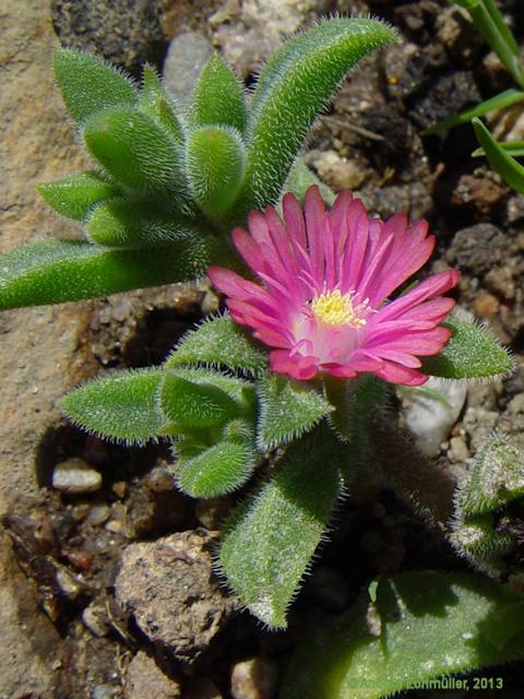 Delosperma brunnthaleri