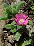 Delosperma brunnthaleri