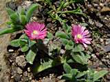 Delosperma brunnthaleri