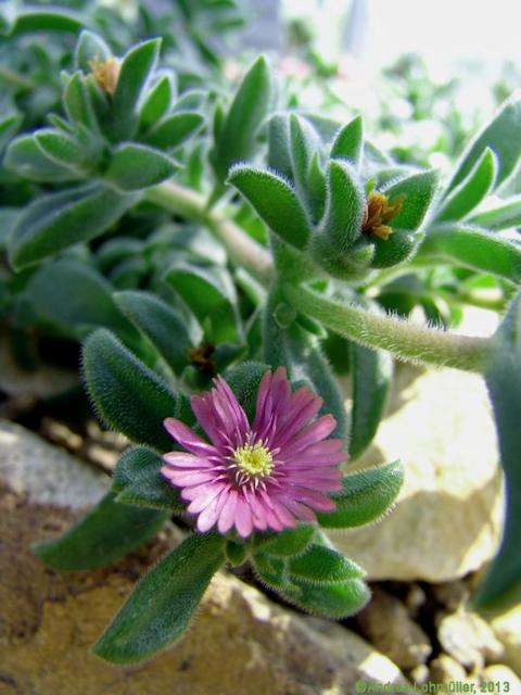 Delosperma brunnthaleri