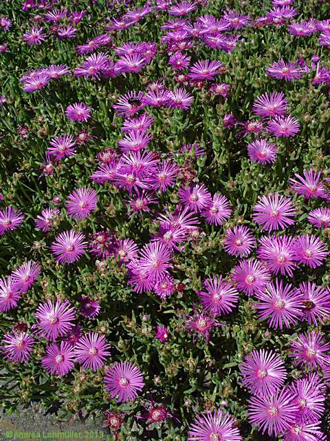 Delosperma copperi