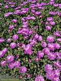 Delosperma copperi