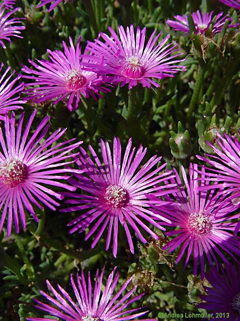 Delosperma copperi