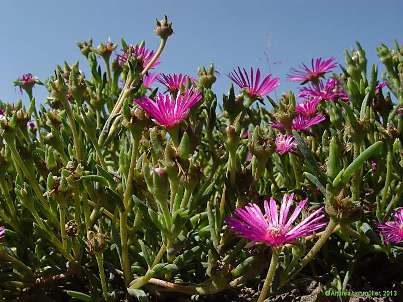 Delosperma copperi