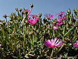 Delosperma copperi