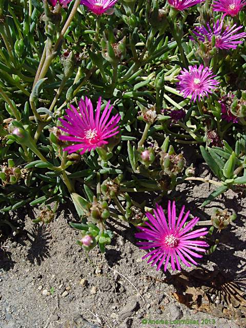 Delosperma copperi