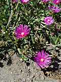 Delosperma copperi