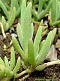 Delosperma copperi