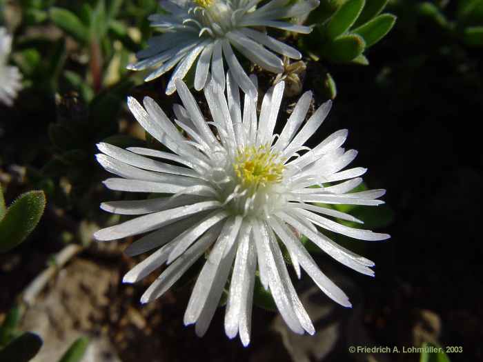 Delosperma echinatum, Delosperma pruinosum