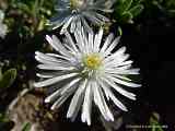 Delosperma echinatum, Delosperma pruinosum