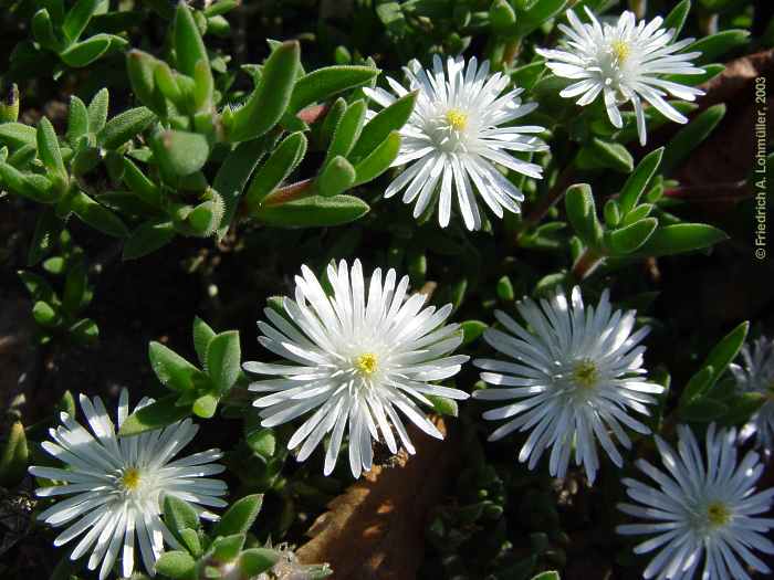 Delosperma echinatum, Delosperma pruinosum