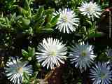 Delosperma echinatum, Delosperma pruinosum