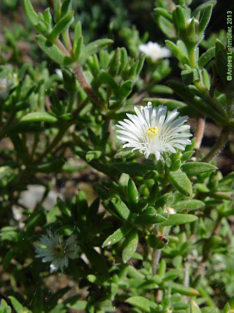 Delosperma echinatum, Delosperma pruinosum