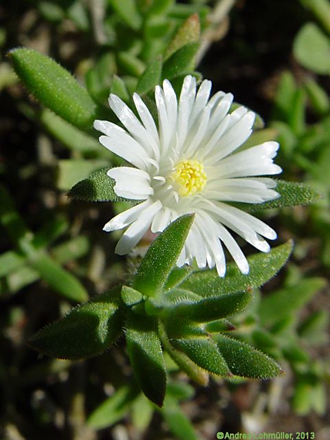 Delosperma echinatum, Delosperma pruinosum