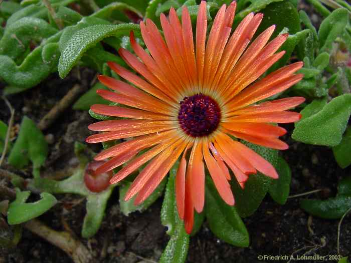 Dorotheanthus bellidiformis