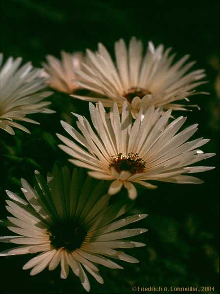 Dorotheanthus bellidiformis