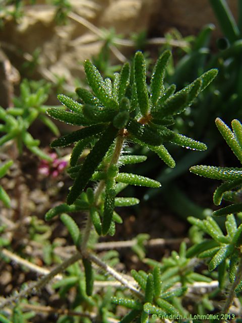 Drosanthemum striatum