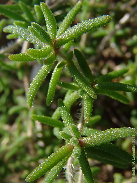 Drosanthemum striatum