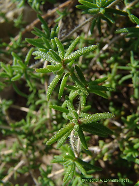 Drosanthemum striatum