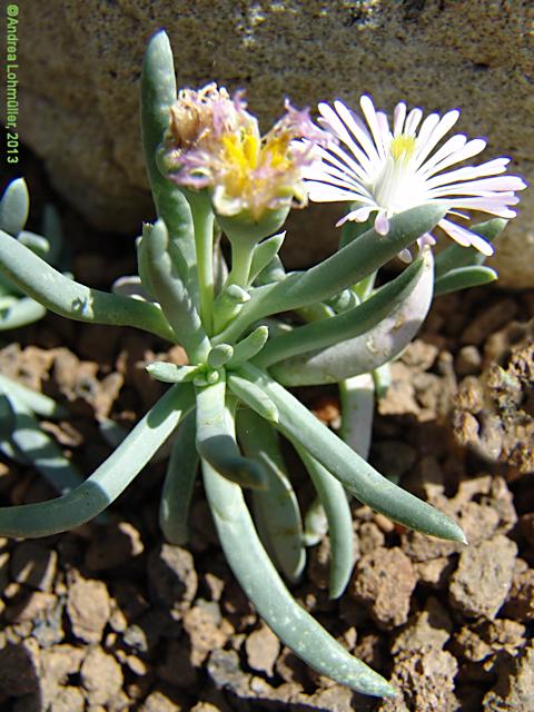 Ebracteola cordifolia