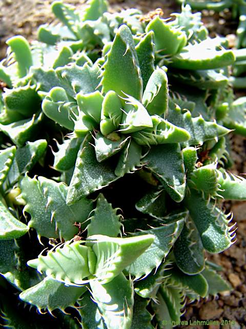 Faucaria felina