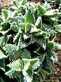 Faucaria